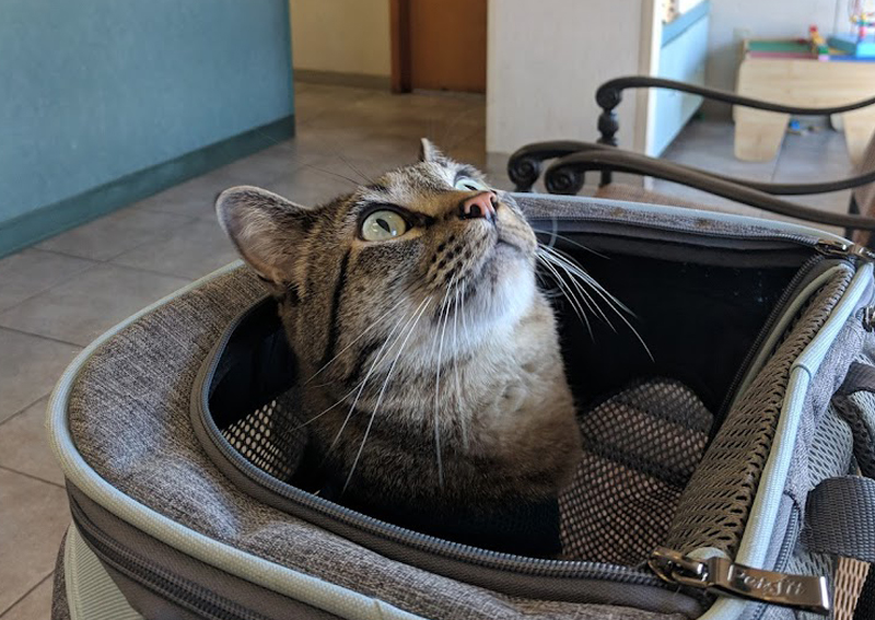 Carousel Slide 4: Cat veterinary care