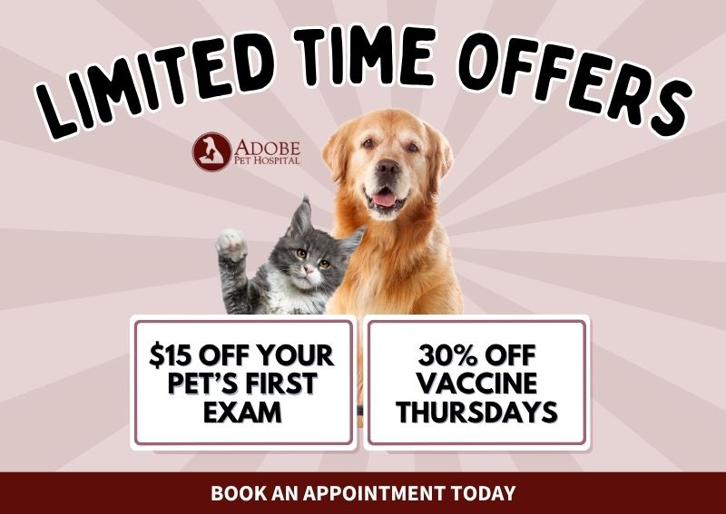 Carousel Slide 1: Book an Appointment Today! >