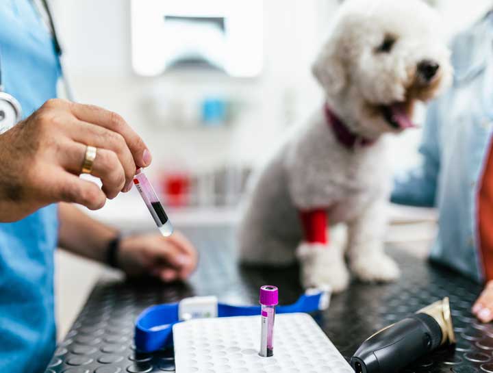$city veterinary blood tests